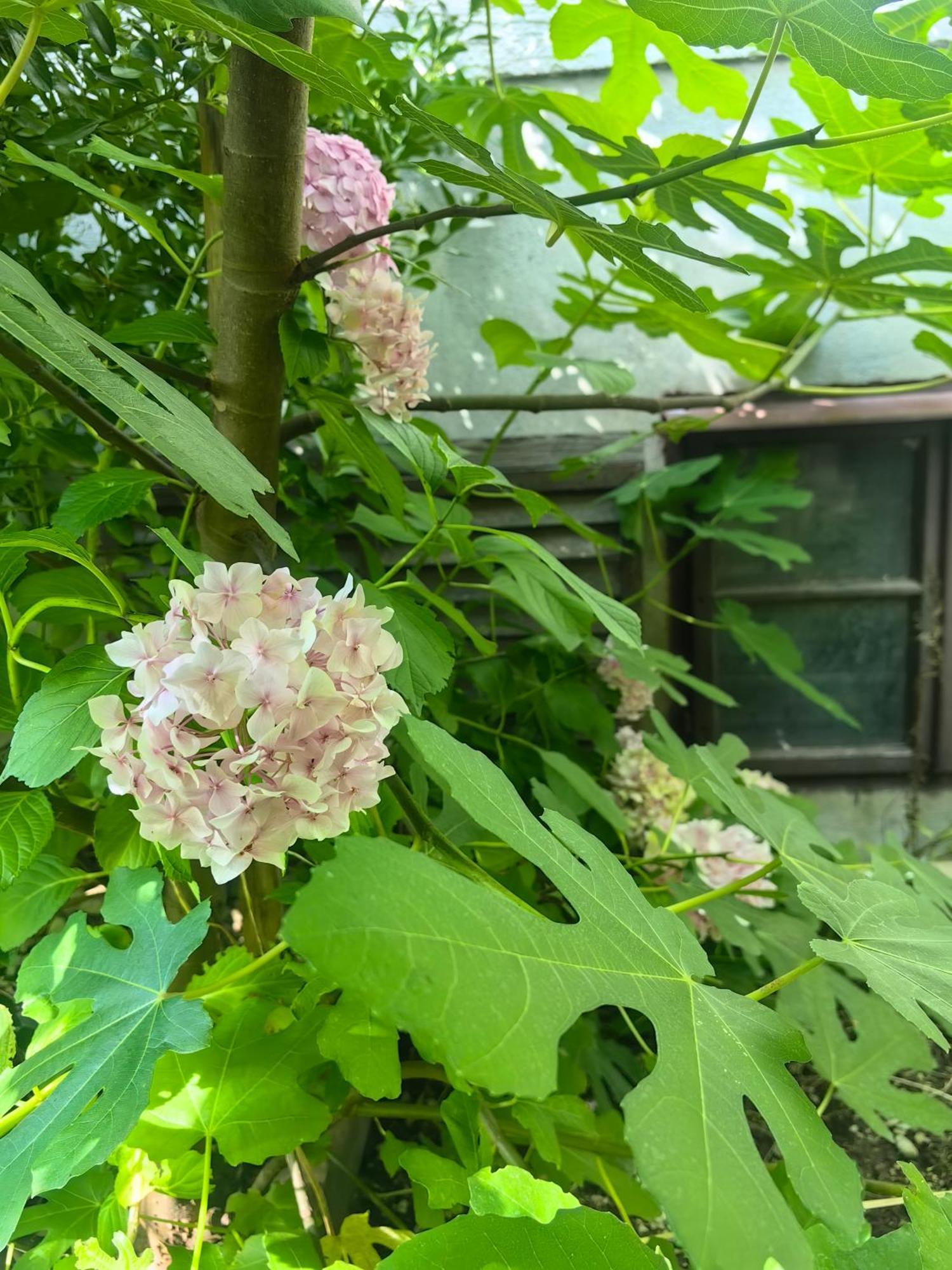Hisa Hortenzija Luce ภายนอก รูปภาพ